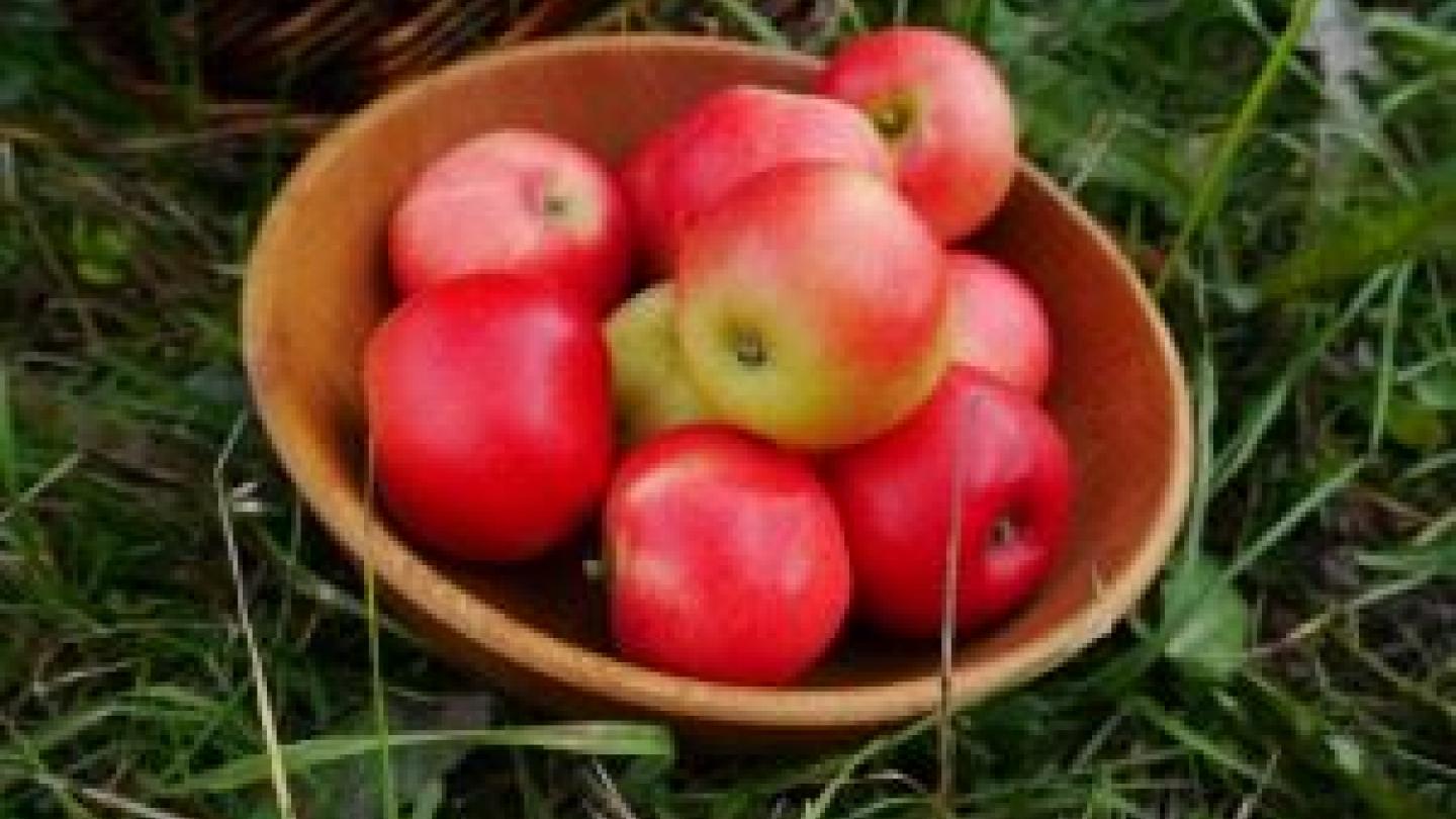 Grannas äppel