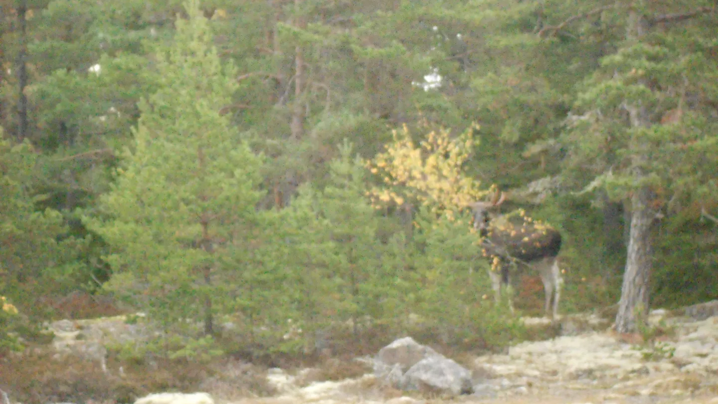 Harnäs Stugor: Tornvillan - Tornihuvila