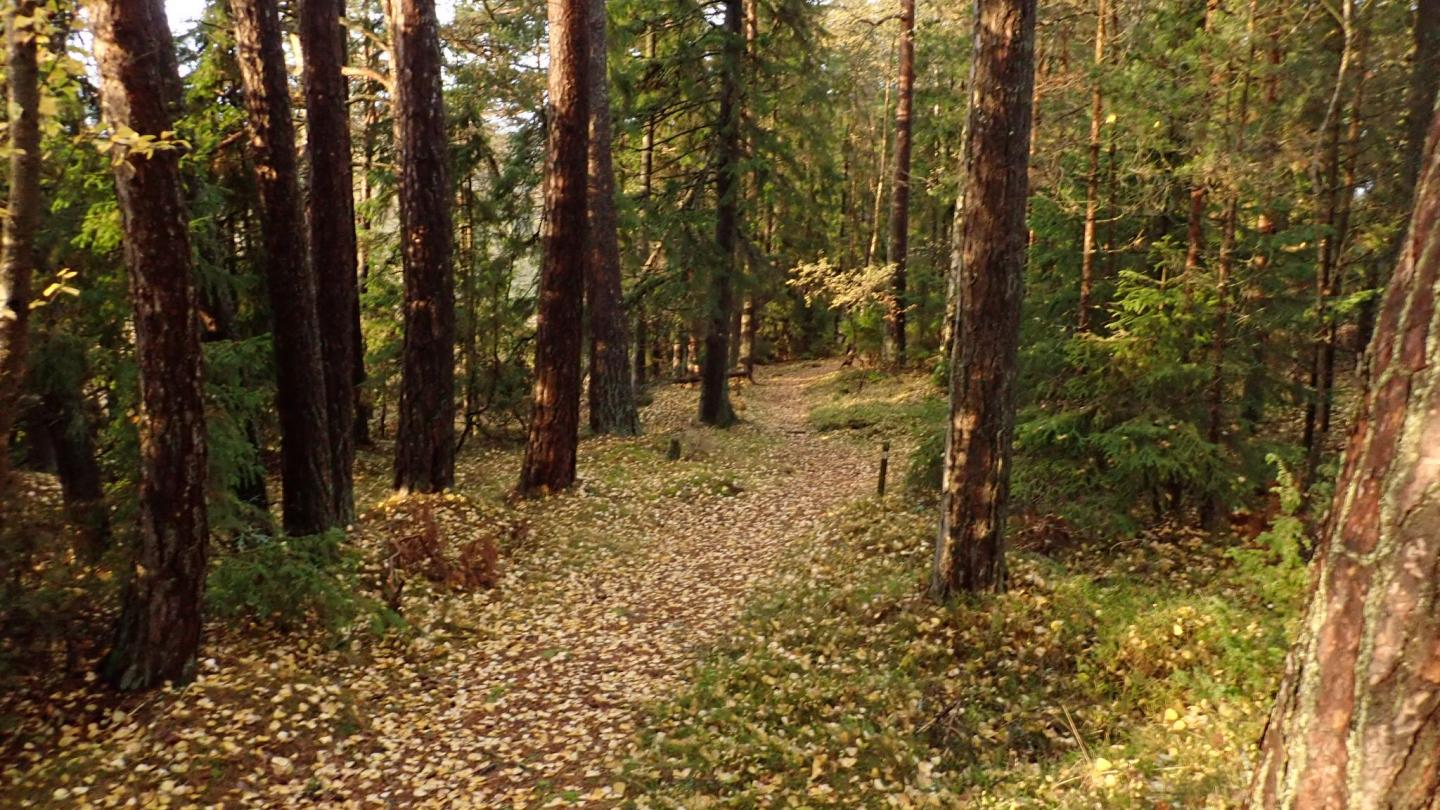 Stornäset 2,5−5 km − metsävaellus rauhallisessa ympäristössä
